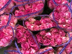 -双季花艺园艺市场(浦东店)