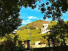 -十八棵（老龙井）御茶园(老龙井店)