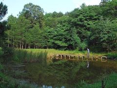 -镇龙山国家森林公园