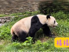 -卧龙中华大熊猫苑神树坪基地