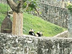-都江堰中华大熊猫苑