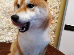 -柴犬高等学院·狗咖·柴犬售卖·宠物训练