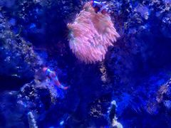 -新加坡海洋生态馆