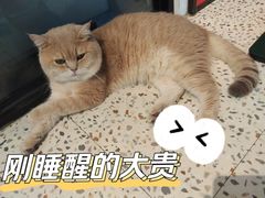 -Promise 国风宠物空间(上邦百汇城店)