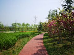 -洨河生态公园