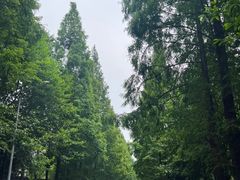 -都江堰普照寺