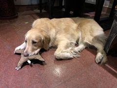 -百好乐宠物友好餐厅(朝外大街店)