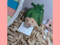 -雨林宠物医院 非犬猫异宠专科