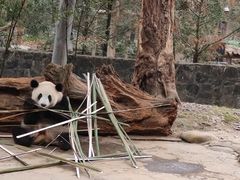 -都江堰中华大熊猫苑