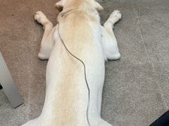 -宠颐生汉谟拉比宠物医院