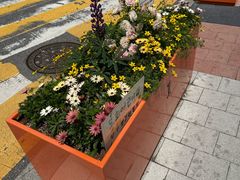 -新世界百货(明洞总店)