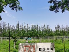 -上海长兴岛郊野公园