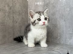 -小猫来了·猫舍(红山六九七九店)