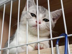 -猫宠乐园·专业洗护