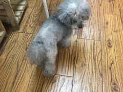 -志龙皇冠吃货椰子铺