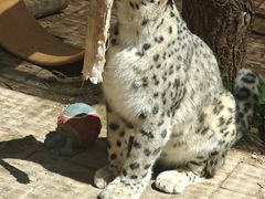 -青藏高原野生动物园