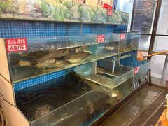 -费明中罗非鱼(大石坝店)
