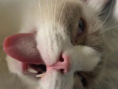 -乐琪宠物医院·犬猫专科·骨外科·急重症