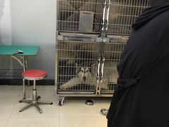 -创凡宠物医院·骨专科  猫科中心(西乡分院)