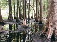 -溱湖国家湿地公园