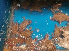 大闸蟹-钱小奴海鲜自助黑金店(杭州滨江龙湖店)