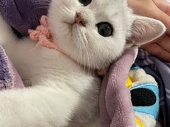 -糯米喵星人总部直营旗舰店·猫舍·幼猫出售