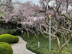 -嘉定紫藤园