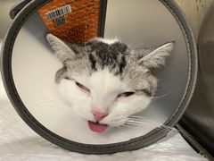 -佳雯宠物医院(四明中路分院)