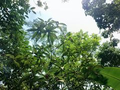 -呀诺达热带雨林