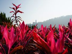 -南沙蒲洲花园