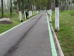 -合肥滨湖国家森林公园