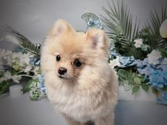 -BABIT巴比特宠物(MOMOPARK店)