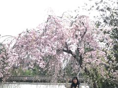 -西安青龙寺遗址景区