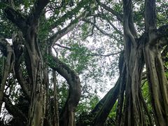 -瑞丽独树成林风景区