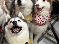 -星多哈·狗咖·拼豆·咖啡