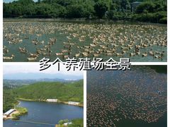 -郴州特产舜华临武鸭(郴州西站店)