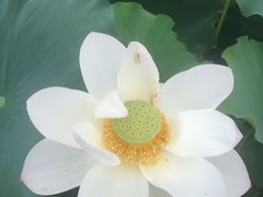 -白洋淀景区