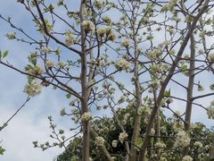 -上海滨江森林公园