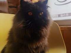 -猫的茶·猫咖