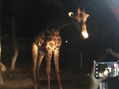 -清迈夜间动物园