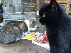 -喵屿·大理花园猫咖