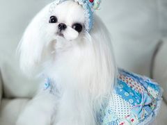 -萌宠之家·腊肠犬·马尔泰·小体犬舍
