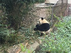 -成都大熊猫繁育研究基地
