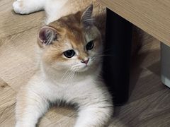 -联合动物医院(光谷诊疗中心)