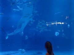 -烟台海昌鲸鲨海洋公园