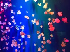 -成都浩海立方海洋公园