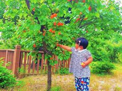-1982农场