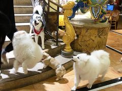 -more than meow吴止猫主题餐厅(承德 中船汇店)