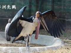 -北京动物园