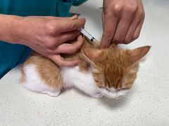 -西安京西宠物医院·瘫痪·疑难杂症